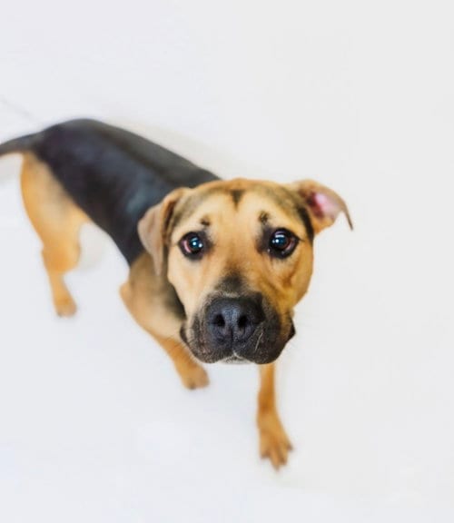 Photo of Loki, adoptable German Shepherd Dog in York, South Carolina