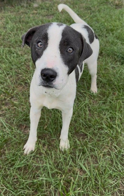 Photo of Trixie, adoptable Pit Bull Terrier in Conroe, Texas