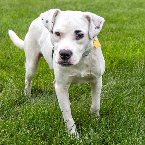 Photo of Panko, adoptable Labrador Retriever in Maryland, Missouri