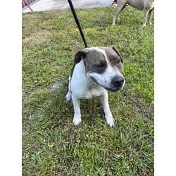 Photo of Atlas, adoptable American Bulldog in Doral, Florida