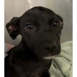 Photo of Aubrey, adoptable Labrador Retriever in San Antonio, Texas
