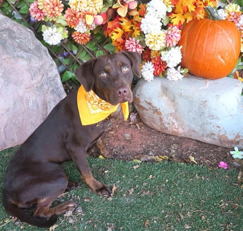 Photo of Fudge, adoptable Doberman Pinscher in Oklahoma City, Oklahoma