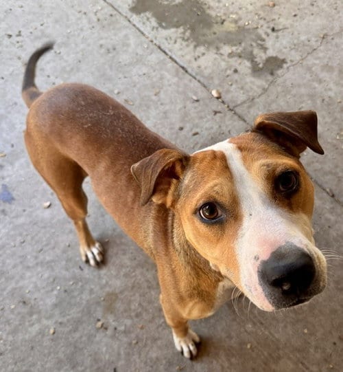 Photo of Roo, adoptable American Pit Bull Terrier in South Lake Tahoe, California