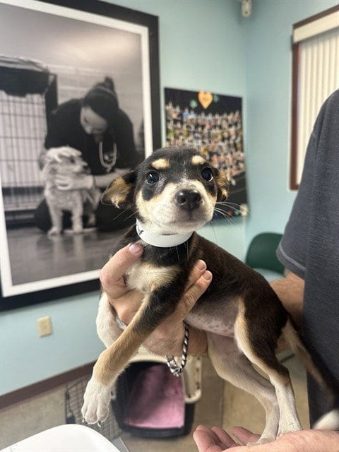 Photo of Mantis, adoptable Australian Cattle Dog/Blue Heeler in Phoenix, Arizona