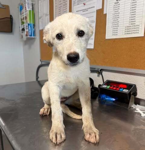 Photo of Alto, adoptable Labrador Retriever in Bolivar, Missouri