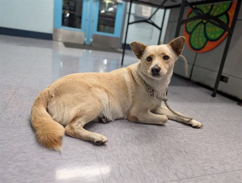 Photo of Toni, adoptable Terrier in Baldwin Park, California