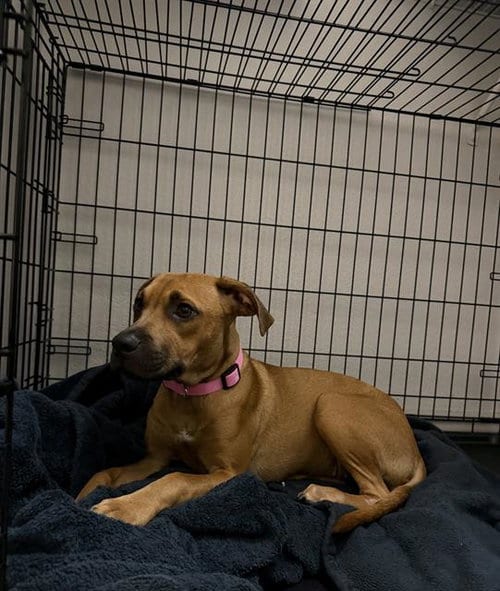 Photo of Honey, adoptable American Staffordshire Terrier in San Antonio, Texas