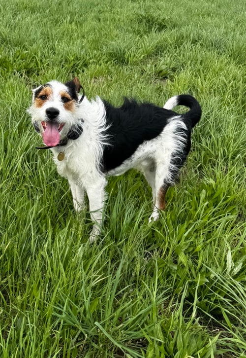 Photo of Finn, adoptable Wirehaired Fox Terrier in Kankakee, Illinois