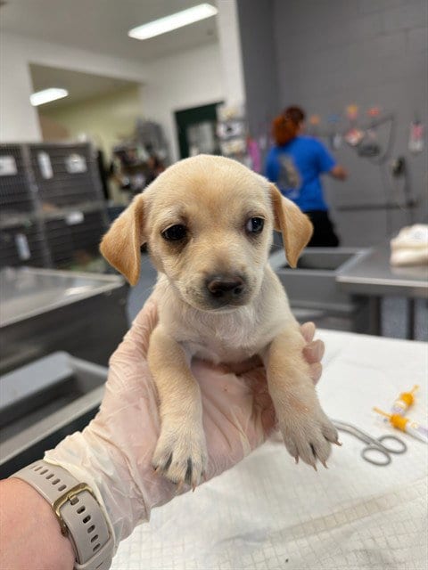 Photo of A1942363, adoptable Chihuahua in Thousand Palms, California