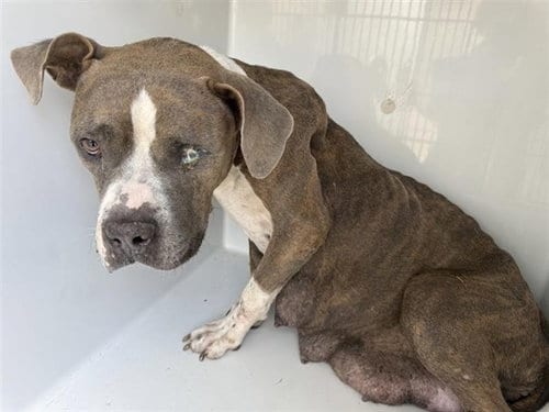 Photo of Coraline, adoptable Pit Bull Terrier in Houston, Texas