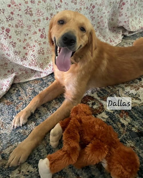 Photo of Dallas 1525, adoptable Golden Retriever in Bonita Springs, Florida
