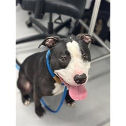 Photo of Leia, adoptable Mixed Breed (Medium) in New Castle, Delaware