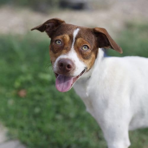Photo of Tuna, adoptable Terrier in San Antonio, Texas