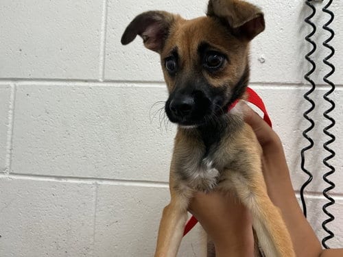 Photo of Courage, adoptable Chihuahua in San Bernardino, California