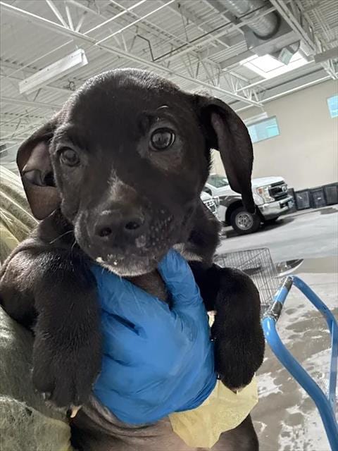 Photo of Oakley, adoptable Pit Bull Terrier in Las Vegas, Nevada