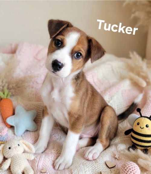 Photo of Tucker, adoptable Labrador Retriever in Newark, Delaware
