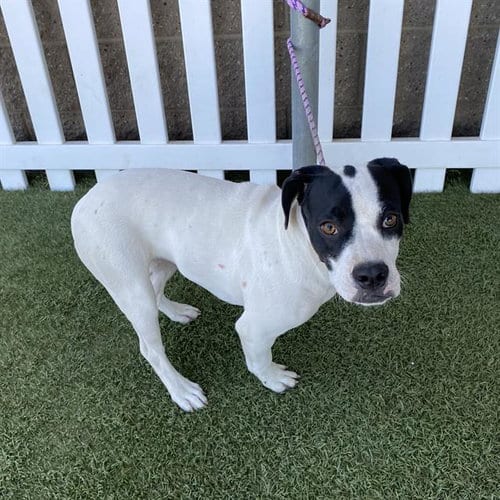 Photo of Pebbles, adoptable Staffordshire Bull Terrier in Modesto, California