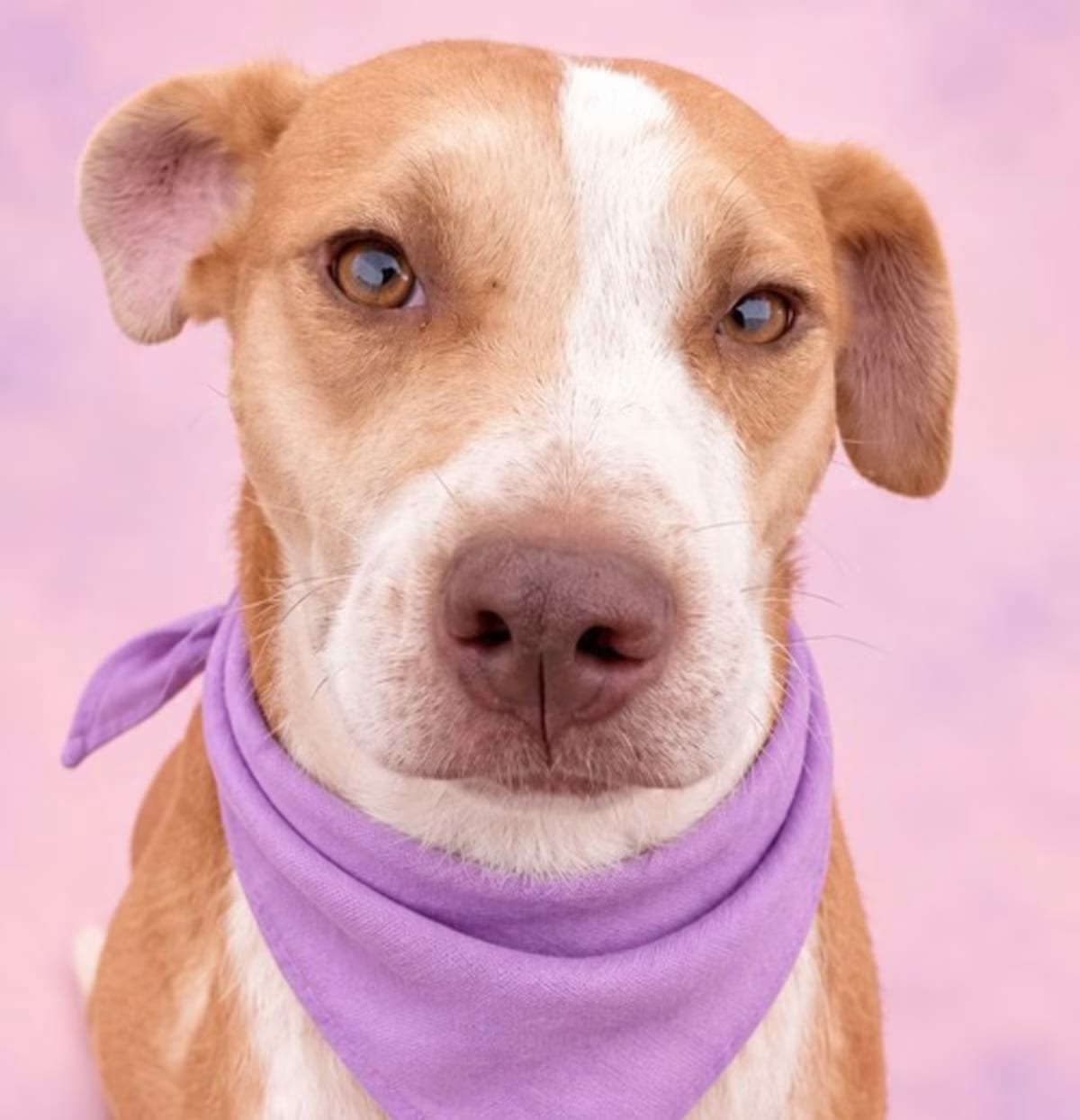 Photo of Pecas Ady, adoptable Terrier (Unknown Type, Medium) in Los Angeles, California