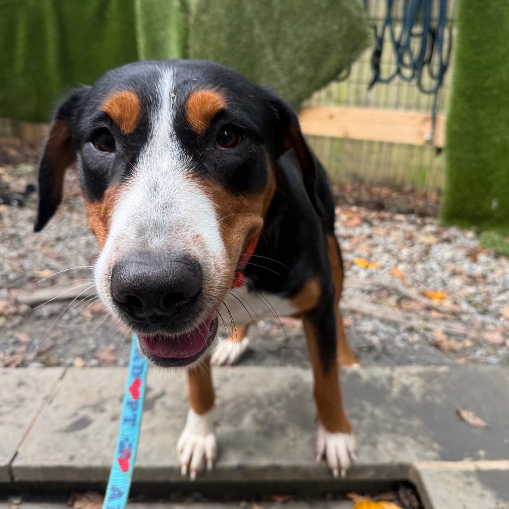 Photo of Princess, adoptable Greater Swiss Mountain Dog in West Chester, Pennsylvania