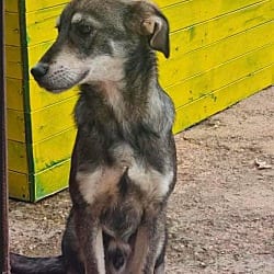 Photo of Grey, adoptable Shepherd (Unknown Type) in Round Hill, Virginia
