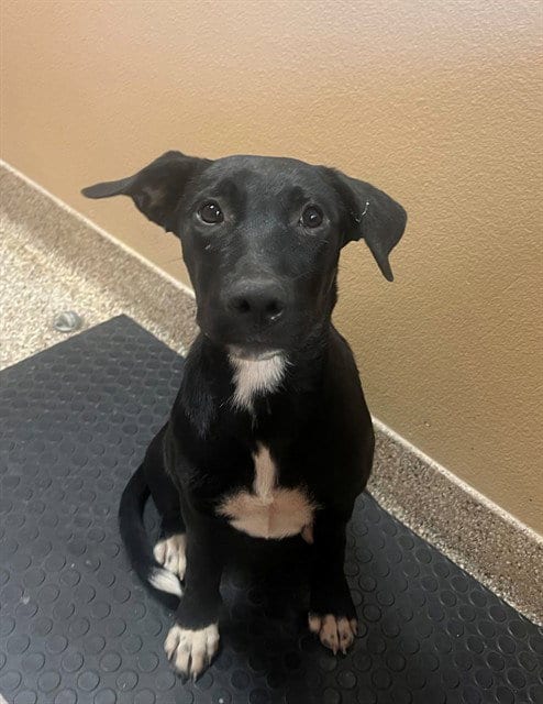 Photo of Nova, adoptable German Shepherd Dog in Thousand Palms, California