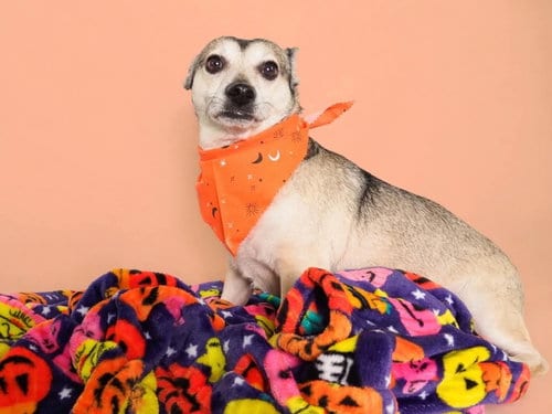 Photo of Pimento, adoptable Chihuahua in Phoenix, Arizona