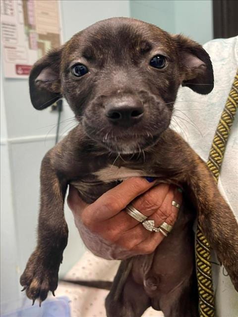 Photo of Gerber, adoptable Pit Bull Terrier in Tulsa, Oklahoma