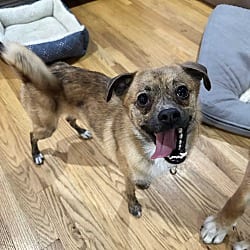 Photo of Roscoe, adoptable Pug Chihuahua in Scotch Plains, New Jersey