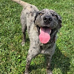 Photo of Cookie, adoptable Australian Shepherd Poodle (Standard) in Greeneville, Tennessee