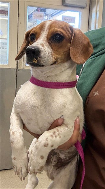 Photo of Jack, adoptable Beagle in Riverside, California