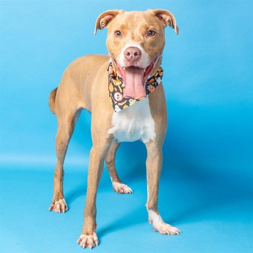 Photo of Brysen, adoptable Pit Bull Terrier in St Louis, Missouri