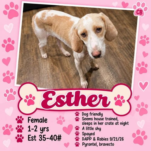 Photo of Esther, adoptable English Coonhound in Plainfield, Illinois