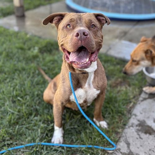 Photo of Cleo, adoptable Pit Bull Terrier in Modesto, California