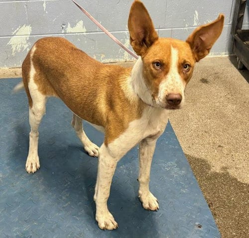 Photo of Jane, adoptable Australian Cattle Dog/Blue Heeler in Woodland, California