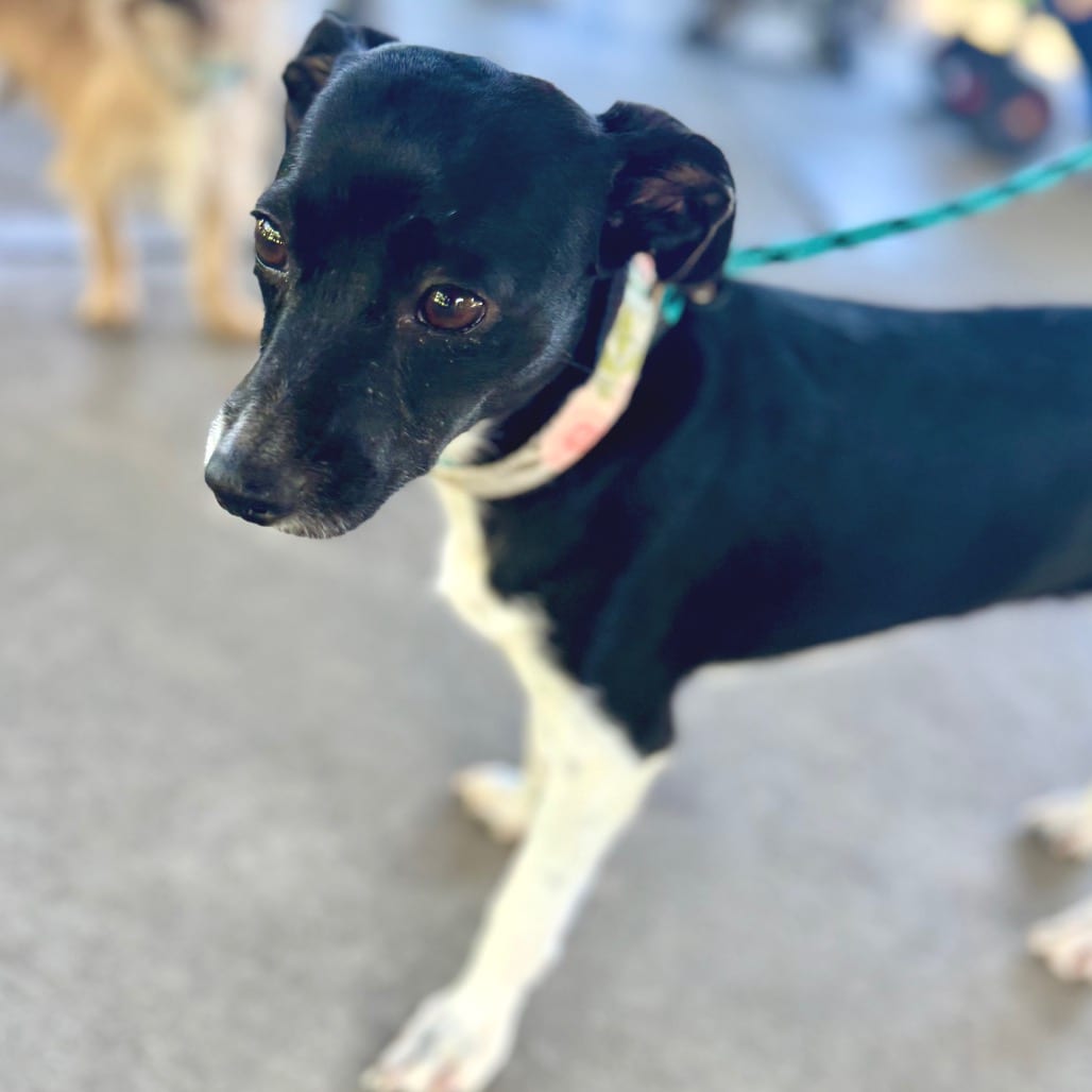 Photo of Diamond - City of Industry Location, adoptable Terrier / Mix
