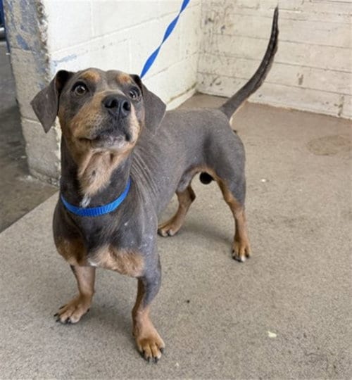 Photo of Noodle, adoptable Dachshund in San Bernardino, California