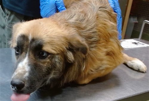 Photo of Kisses, adoptable Collie in San Bernardino, California