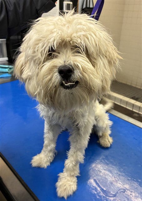 Photo of Lewie, adoptable Maltese in Phoenix, Arizona