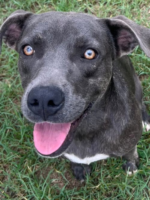Photo of Rihanna, adoptable Staffordshire Bull Terrier in Gun Barrel City, Texas