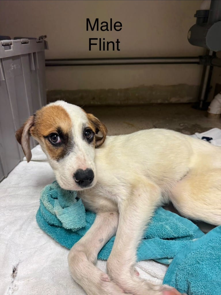 Photo of Flint, adoptable Hound in West Union, Ohio