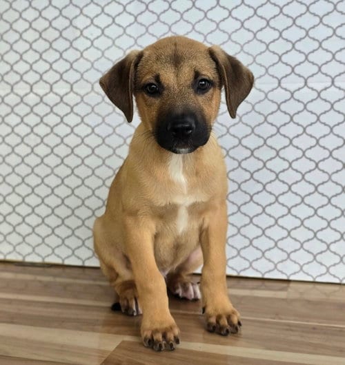 Photo of Faud, adoptable German Shepherd Dog in Sedalia, Colorado