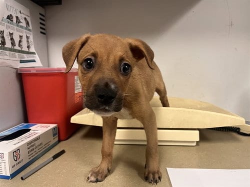 Photo of A165707, adoptable Black Mouth Cur in Corona, California
