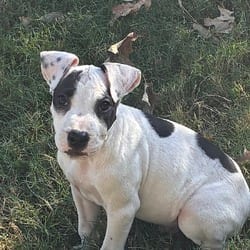 Photo of Bruce, adoptable Jack Russell Terrier Whippet in Winchester, Virginia