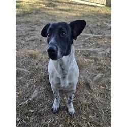 Photo of Jellybean, adoptable Australian Cattle Dog in Jurupa Valley, California