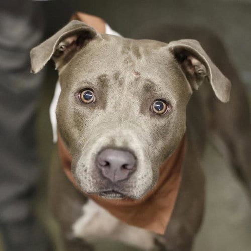 Photo of Princess, adoptable American Staffordshire Terrier in San Antonio, Texas