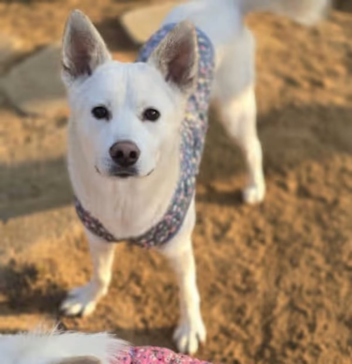 Photo of Yeongji, adoptable Jindo/Mutt in Washington, District of Columbia