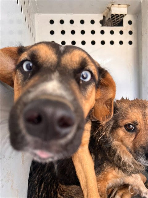 Photo of A171935, adoptable German Shepherd Dog in Bakersfield, California