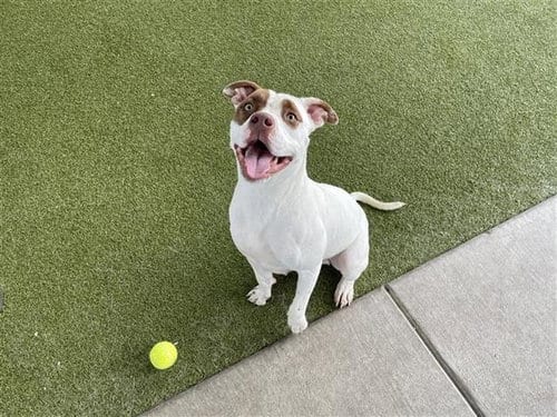 Photo of Icarus, adoptable Pit Bull Terrier in Waco, Texas