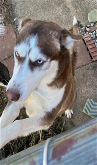 Photo of Lilo, adoptable Husky in Dallas, Texas