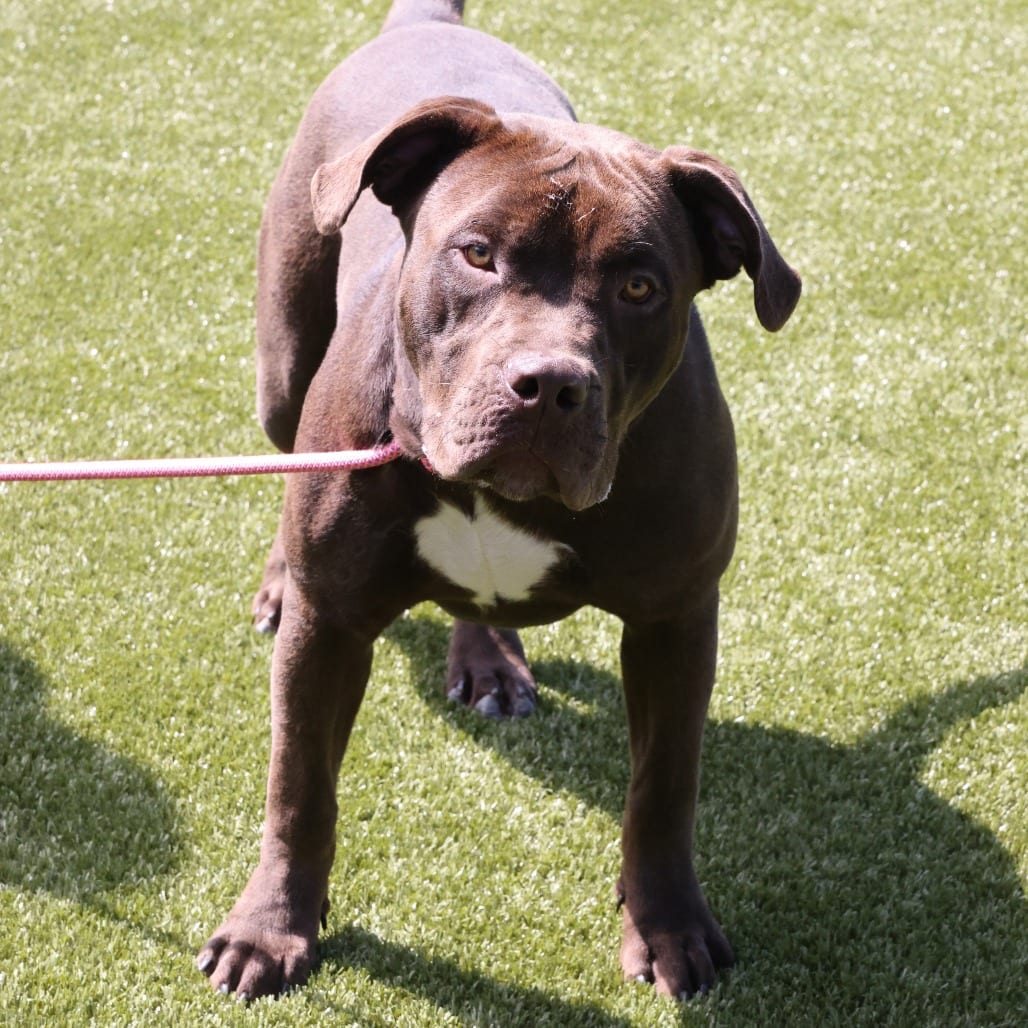 Photo of Ozzy, adoptable Retriever, Chocolate Labrador / Mix in Spartanburg, South Carolina
